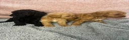 Cavapoo dogs for sale: Gorgeous cavapoo babies  - Advert 11