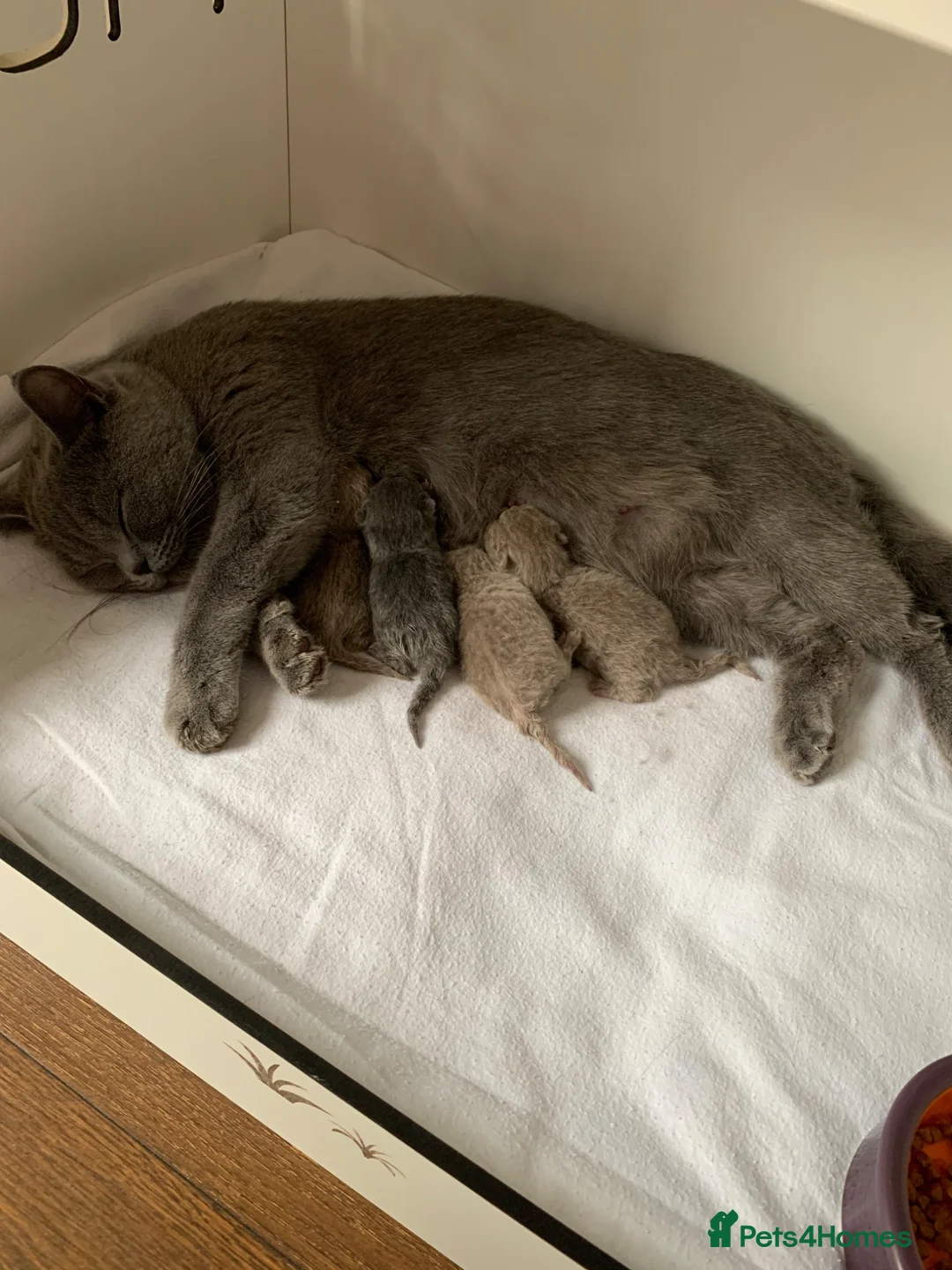 British Shorthair cats for sale: Champion Bloodline British shorthair kittens - Advert 26