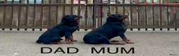 Rottweiler dogs for sale: Rottweiler Pups ready to leave  - Advert 13