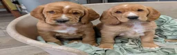 Bocker dogs for sale: Bocker Pups  in Ballyclare - Advert 6