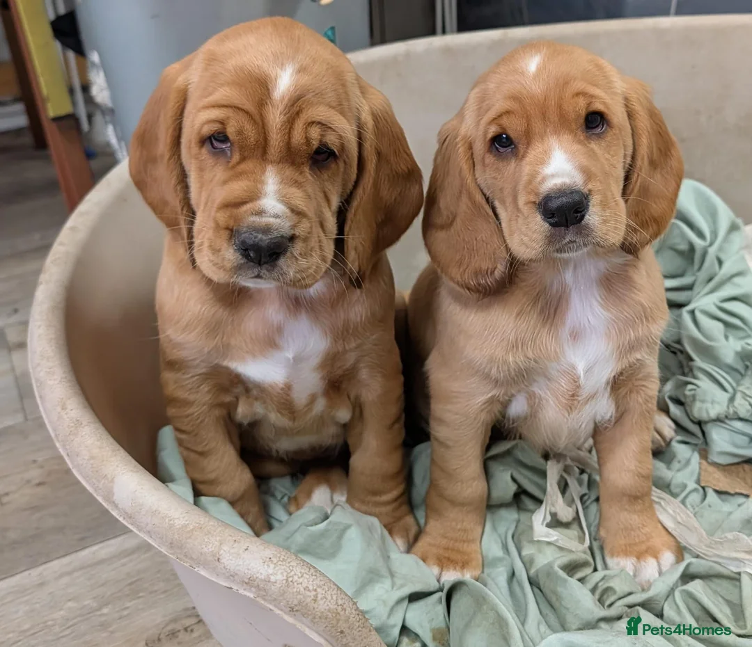 Bocker dogs for sale: Bocker Pups  in Ballyclare - Advert 6
