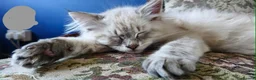 Siberian cats for sale: Beautiful Siberian kittens - Advert 1