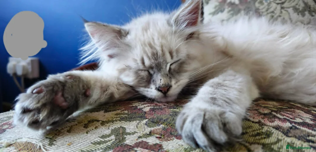 Siberian cats for sale: Beautiful Siberian kittens - Advert 1