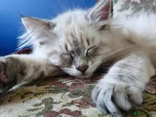 Siberian cats Beautiful Siberian kittens - Advert 1
