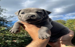 Staffordshire Bull Terrier dogs for sale: STUNNING CHAMPION BRED LITTER - Image 6