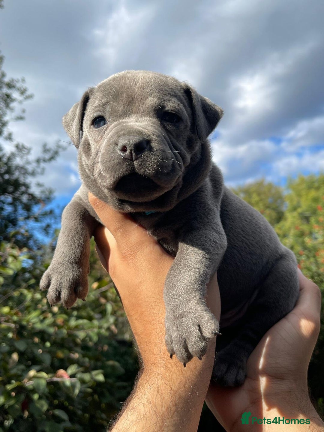 Staffordshire Bull Terrier dogs for sale: STUNNING CHAMPION BRED LITTER - Image 6