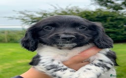 English Springer Spaniel dogs for sale: **8 LEFT! STUNNING KC REG SPRINGER SPANIEL PUPPIES - Image 18