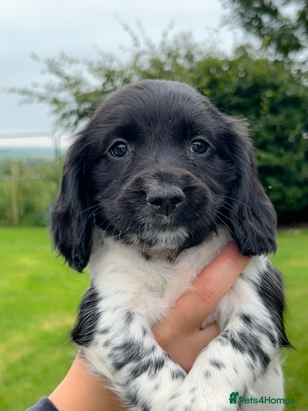 English Springer Spaniel dogs for sale: **8 LEFT! STUNNING KC REG SPRINGER SPANIEL PUPPIES - Image 18