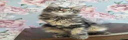 Maine Coon cats for sale: TICA Maine Coon Kittens - Advert 14