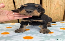 Cocker Spaniel dogs for sale: Ready 30th august import lines  - Image 20