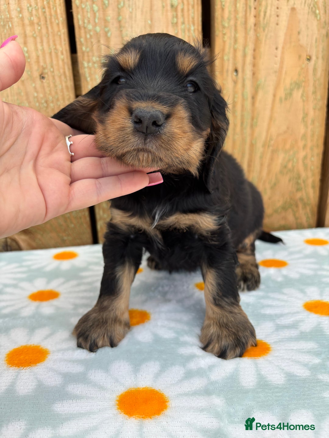 Cocker Spaniel dogs for sale: Ready 30th august import lines  - Image 20