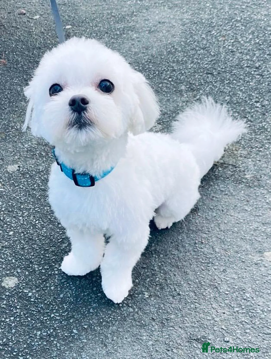 Maltese dogs for stud: Stud dog Available-Miniature Maltese £200 in Mitcham - Advert 3