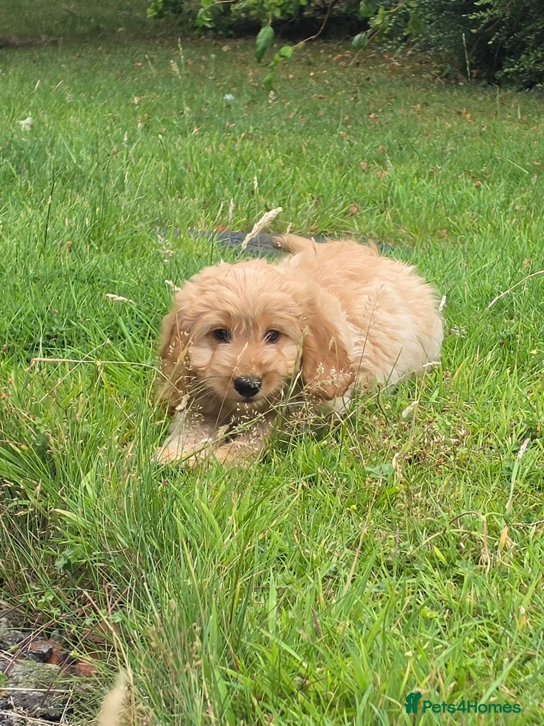Cockapoo dogs for sale: F1 apricot and red Miniature Cockapoo puppies - Advert 1