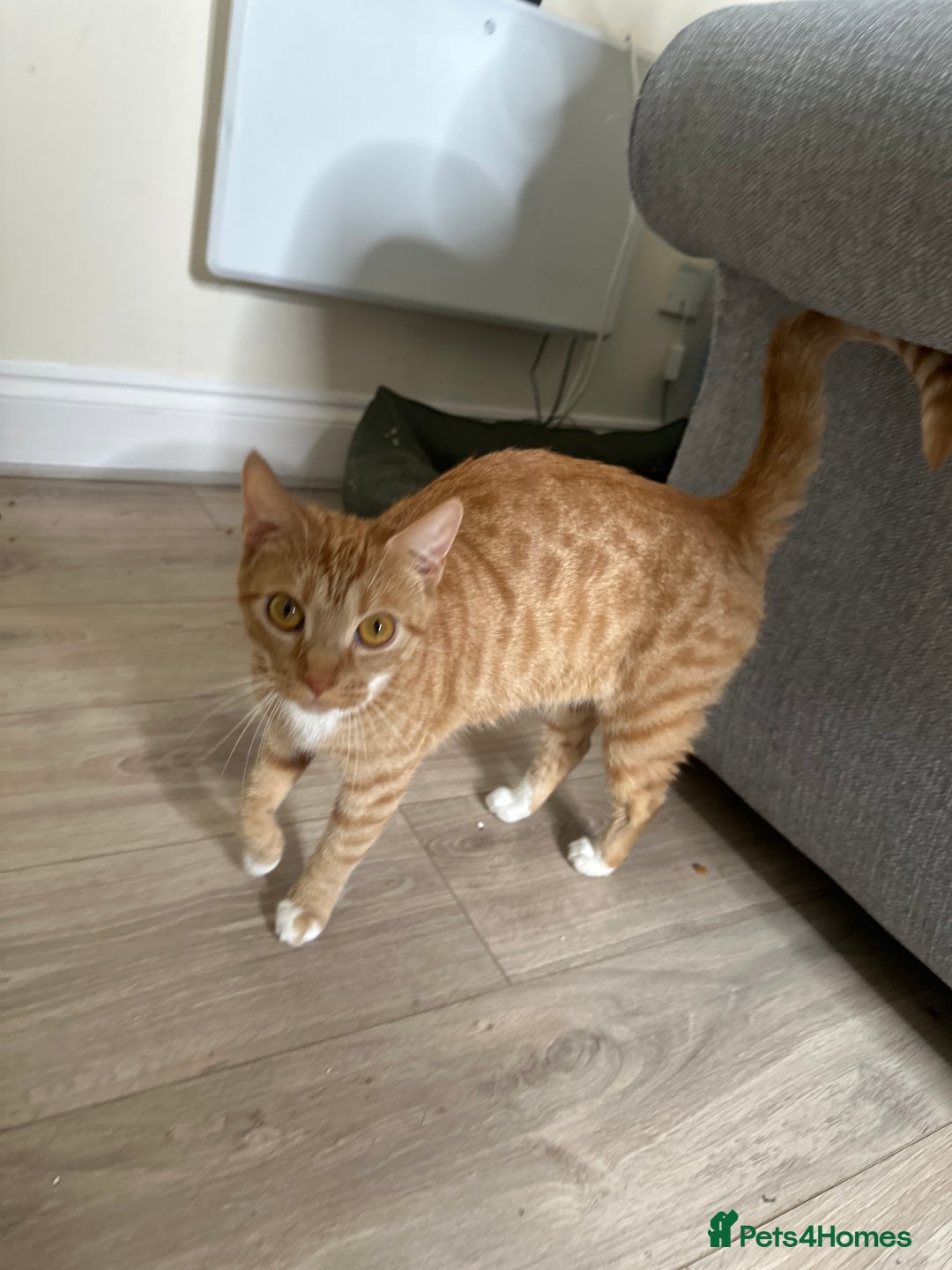 Mixed Breed cats for sale: 4 kittens looking for a new home - Image 4