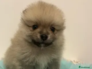 Pomeranian dogs Kc reg stunning pomeranian puppies - Advert 16