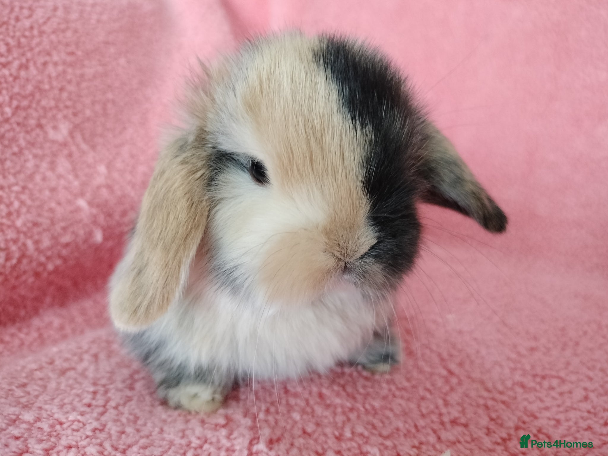 Mini Lop rabbits Baby mini lops for sale  - Advert 7
