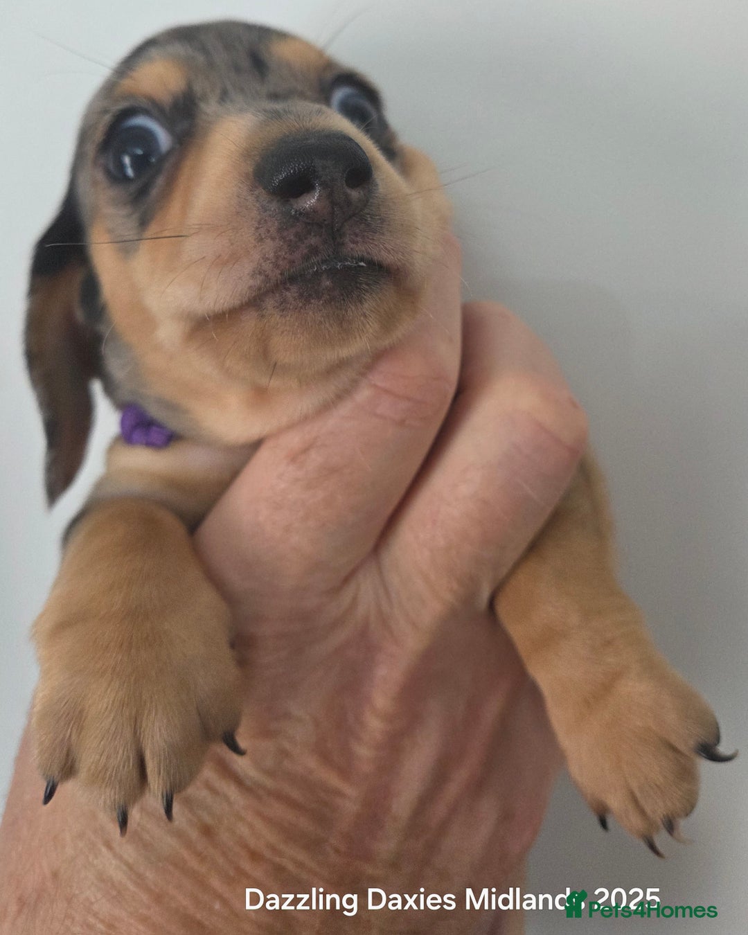 Miniature Dachshund dogs for sale: KC Registered shorthaired minature Daschunds pups - Image 5