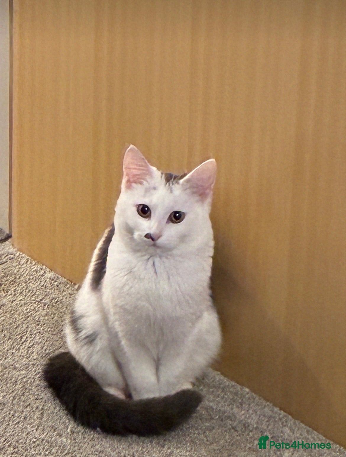 Mixed Breed cats Kittens 🐱  - Advert 1