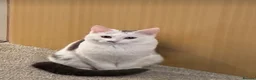 Mixed Breed cats for sale: Kittens 🐱  - Advert 1