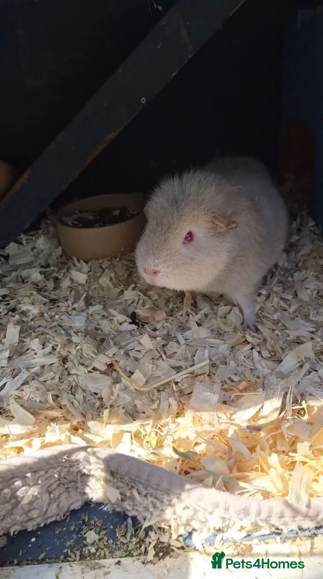 Guinea Pig rodents for sale: Mother & daughter duel - Advert 2