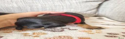 Miniature Pinscher dogs for sale: Three beautiful mini-pin pups  in Morecambe - Advert 9