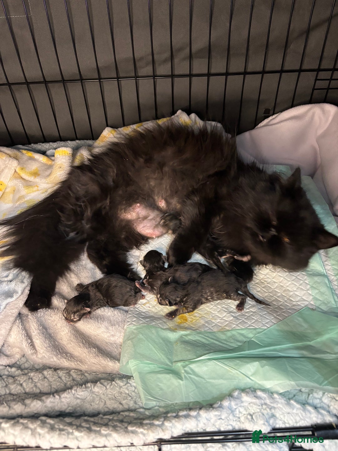 Persian cats for sale: Silver black tabby Persian mix kittens  - Image 27