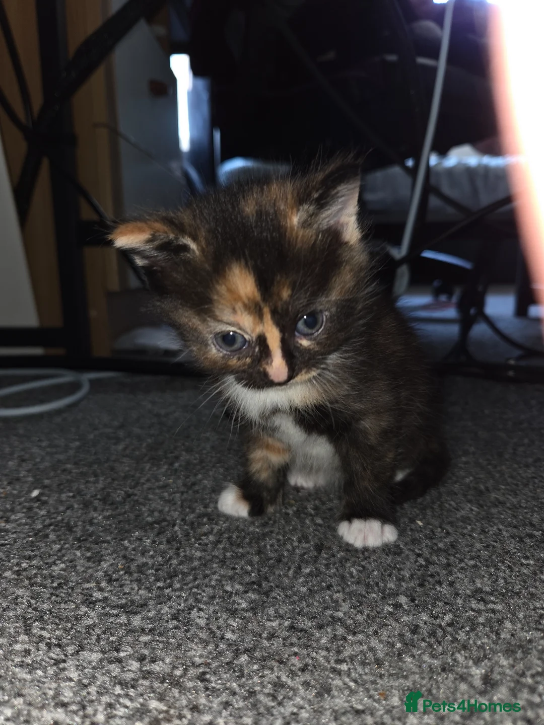 Mixed Breed cats for sale: 1 boy and 2 girls - please read description in Southampton - Advert 2