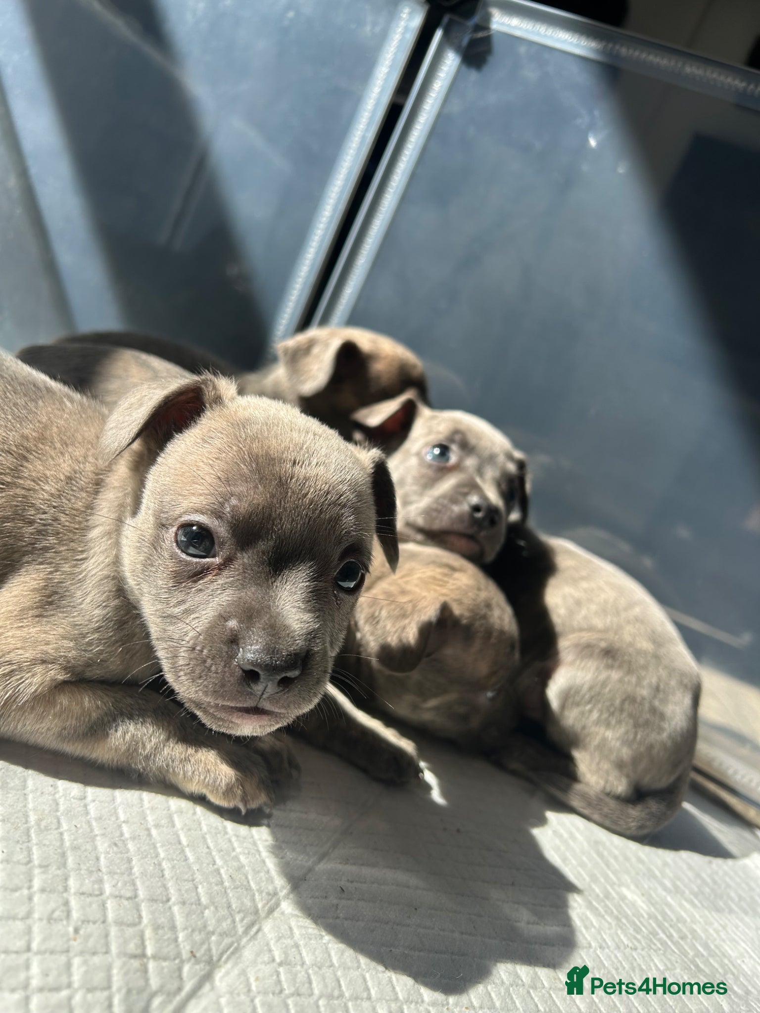 Mixed Breed dogs WHIPPET X FRENCHBULLDOG PUPPIES 💕💙 - Advert 11
