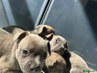 Mixed Breed dogs WHIPPET X FRENCHBULLDOG PUPPIES 💕💙 - Advert 11