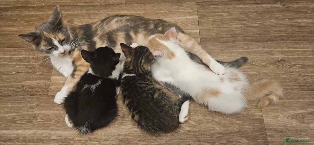 Mixed Breed cats for sale: 3 beautiful girl kittens ready now  - Image 6