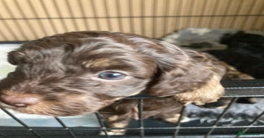 Cockapoo dogs - Advert 3