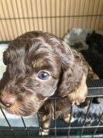 Cockapoo dogs - Advert 8