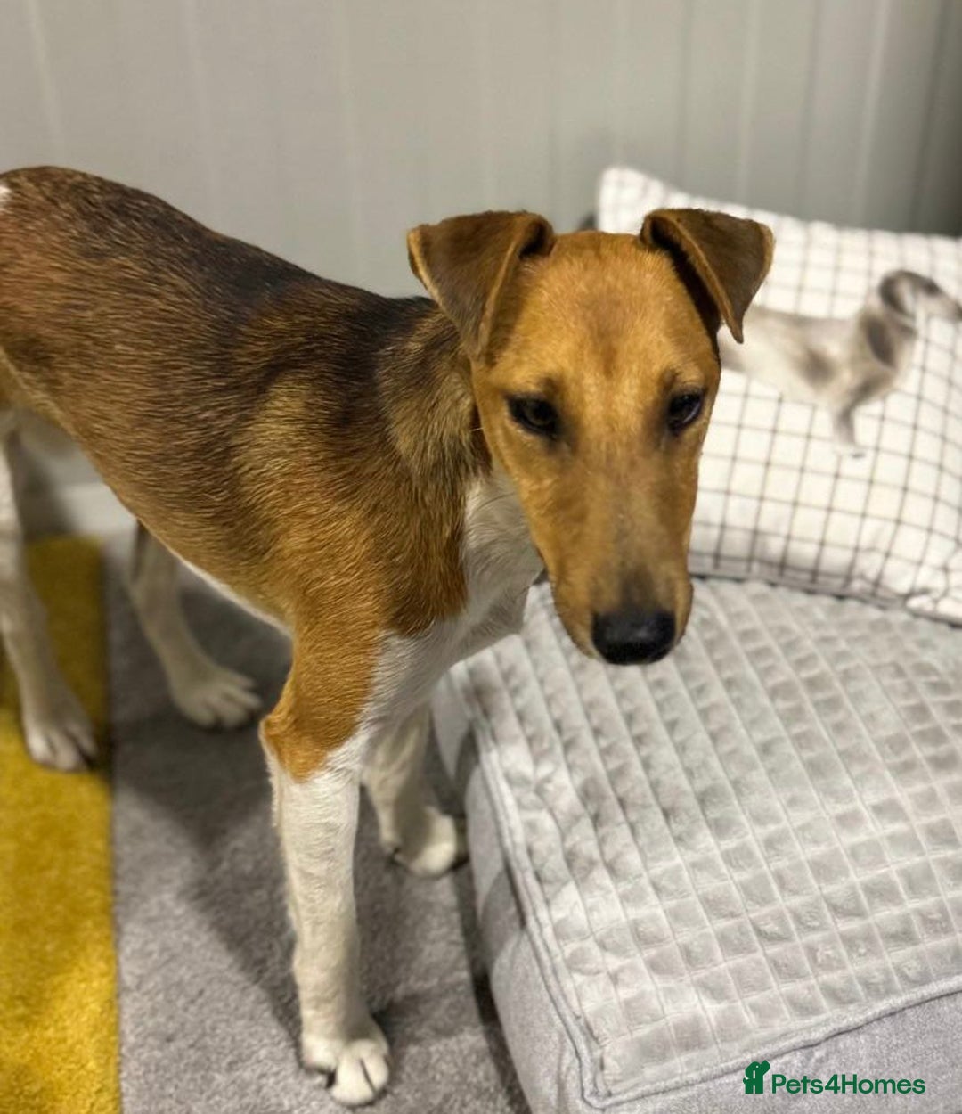 Fox Terrier dogs for adoption: Beautiful Rusty needs a home - Image 3