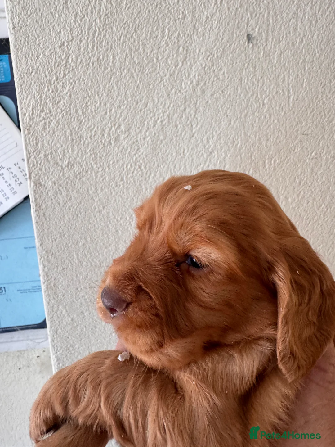 Cocker Spaniel dogs for sale: Working cockers spaniel  - Advert 2