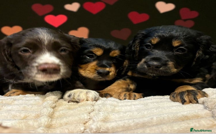 Cocker Spaniel dogs READY NOW!! working cocker spaniels - Advert 2