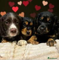 Cocker Spaniel dogs READY NOW!! working cocker spaniels - Advert 7