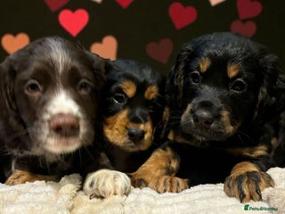 Cocker Spaniel dogs READY NOW!! working cocker spaniels - Advert 18