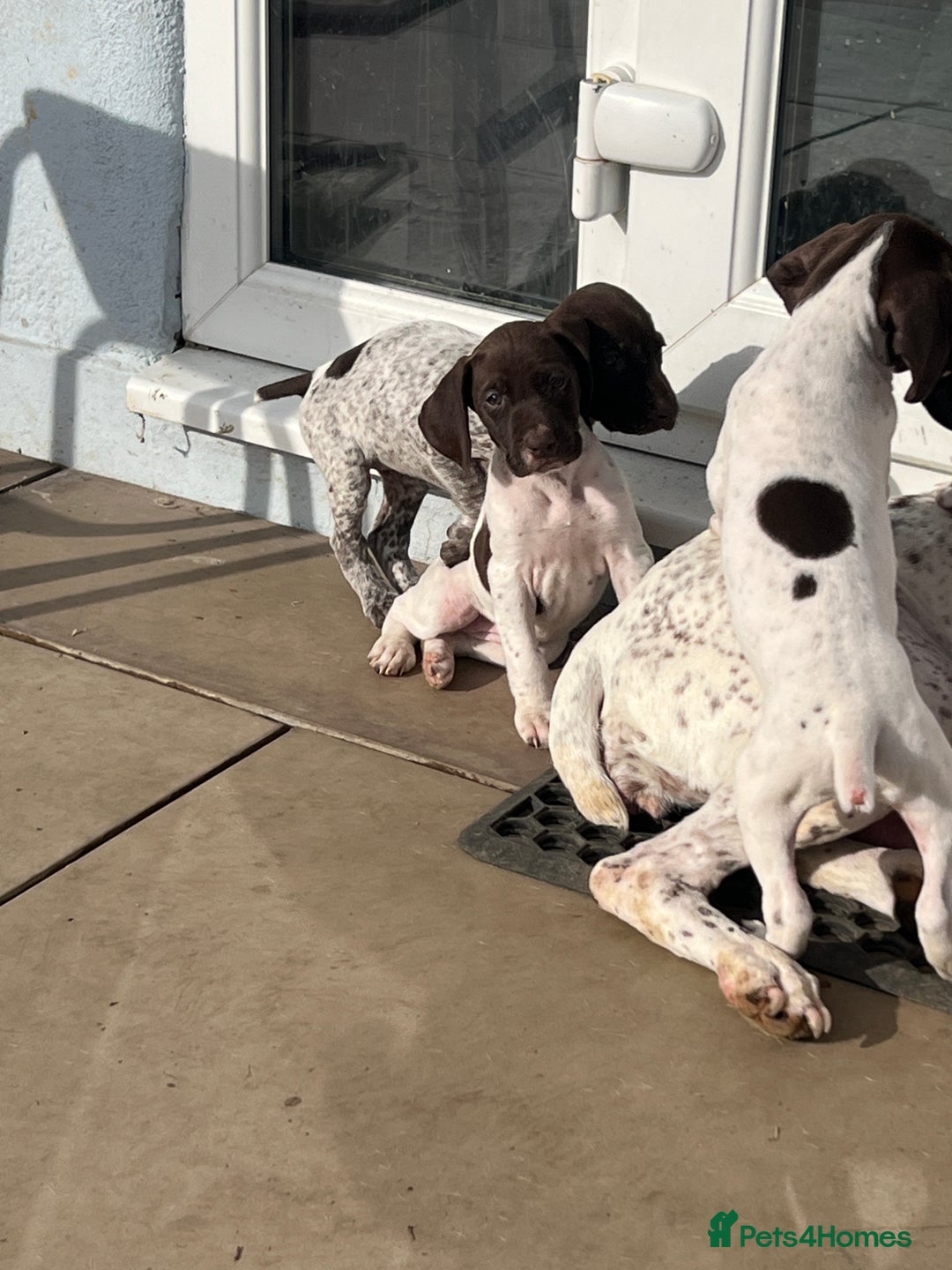 German Shorthaired Pointer dogs for sale: Working GSP puppy’s  - Image 5
