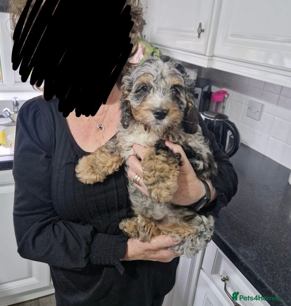 Cockapoo dogs Adorable, Playful Blue Merle Cockerpoo Puppy - Advert 18