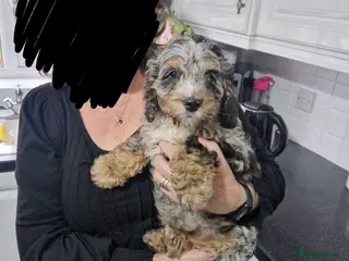 Cockapoo dogs Adorable, Playful Blue Merle Cockerpoo Puppy - Advert 17