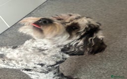 Cockapoo dogs for stud: Blue Merle Cockapoo ( Ralph )  - Image 4