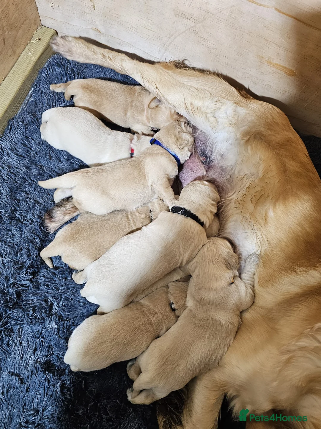 Golden Retriever dogs for stud: Proven Beautiful Golden Retriever Stud  - Advert 2