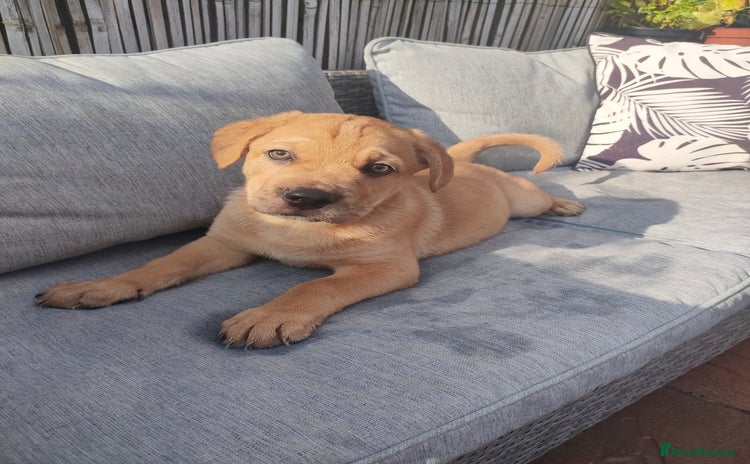 Mixed Breed dogs - Advert 3