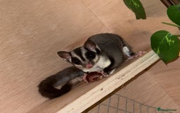 Sugar Glider rodents for sale: Sugar Glider - 1 female - Image 1