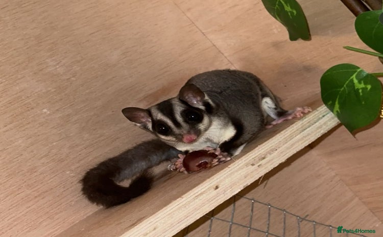 Sugar Glider rodents - Advert 1
