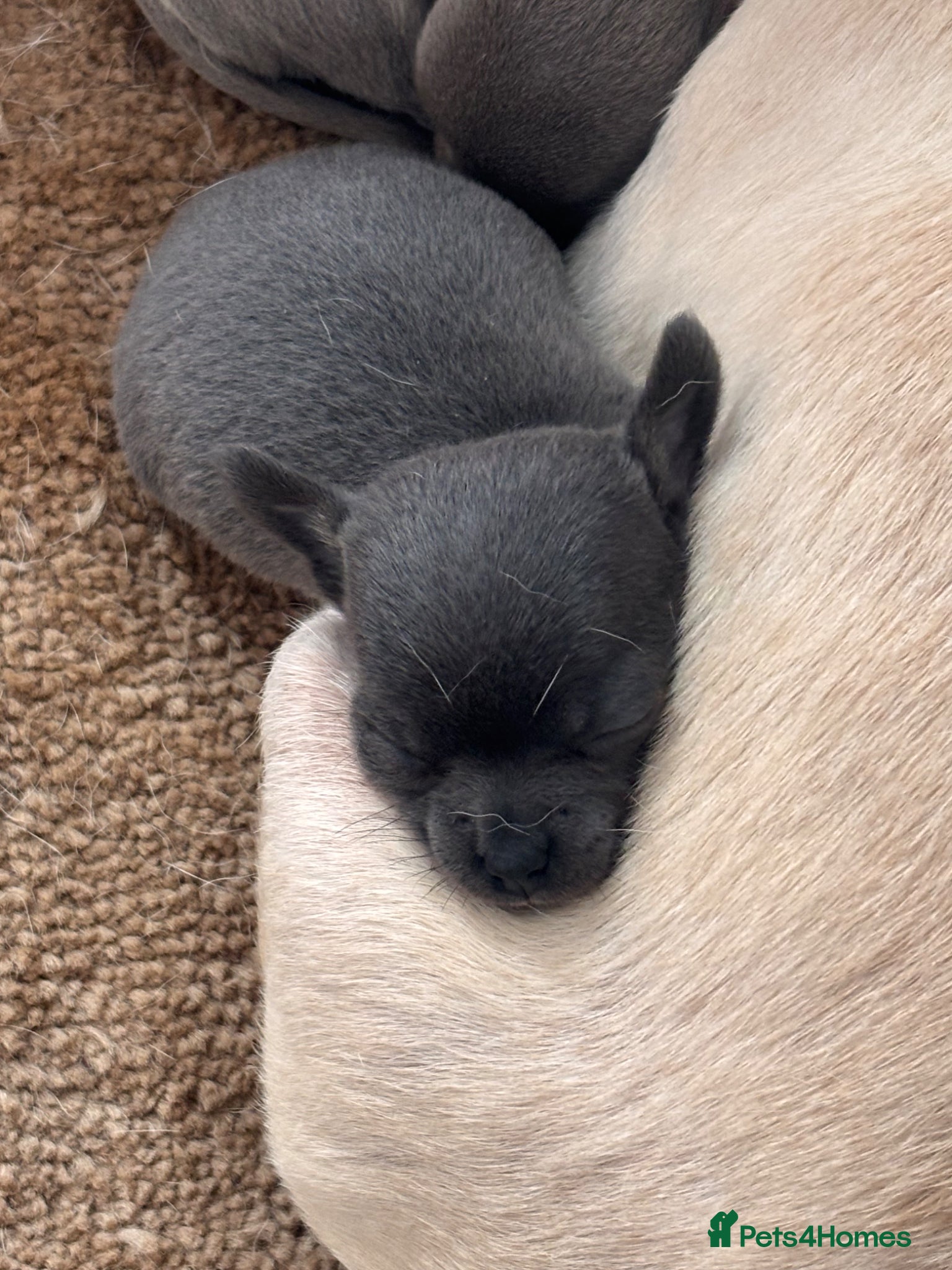Chihuahua dogs Stunning Apple head Chihuahua pups - Advert 10