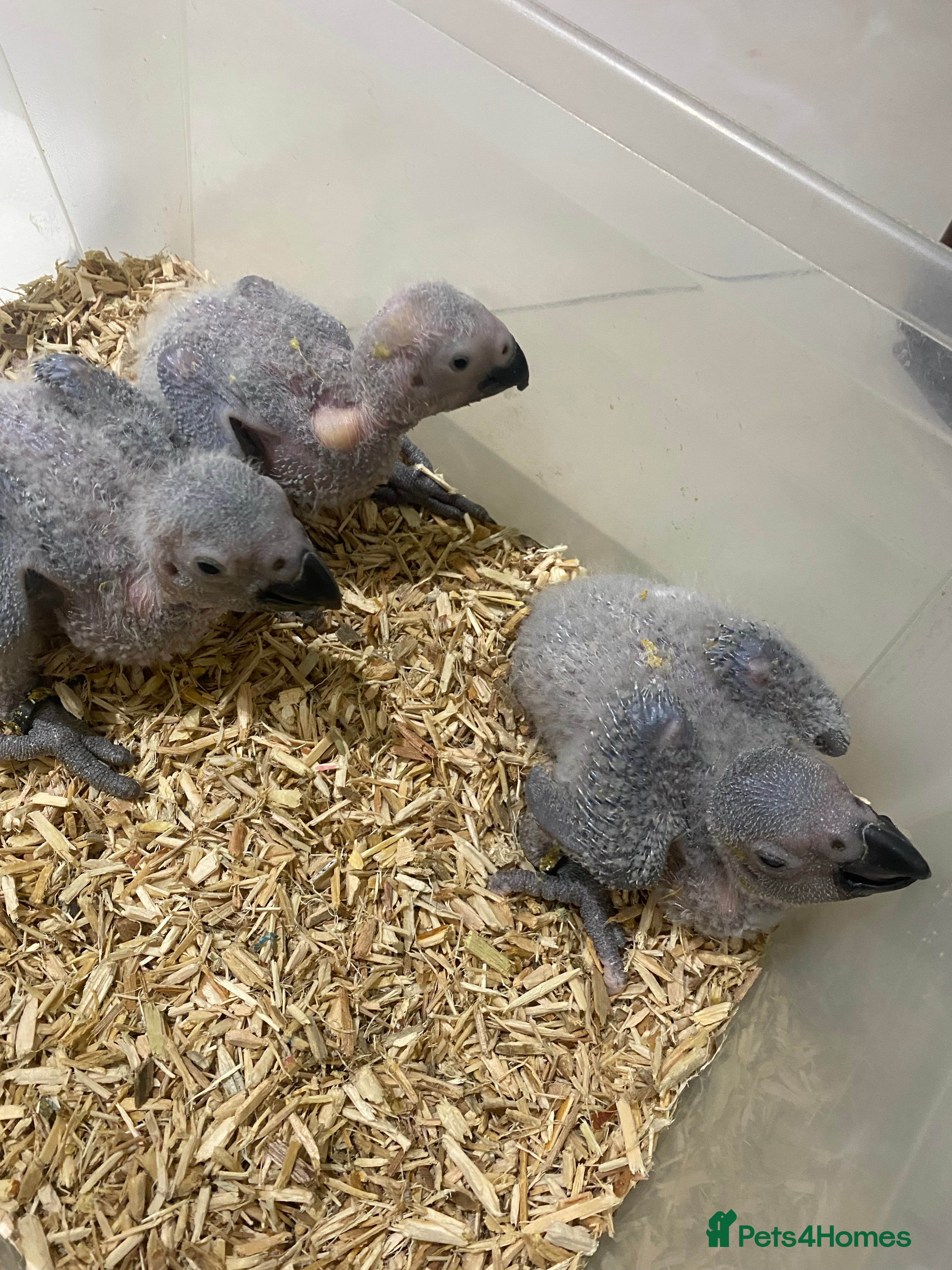 Parrots birds Super cuddly baby African Greys  - Advert 9