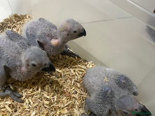 Parrots birds Super cuddly baby African Greys - Advert 9