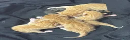Mixed Breed cats for sale: beautiful babies ready for their forever home  - Advert 3