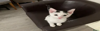 Mixed Breed Kitten 1